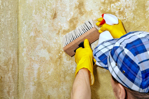 Mold Remediation for Rental Properties in Hicksville, OH